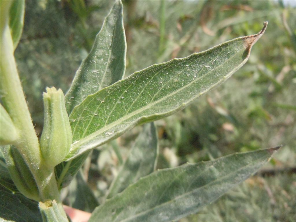 Oenothera sp. (Myrtales - Onagraceae)